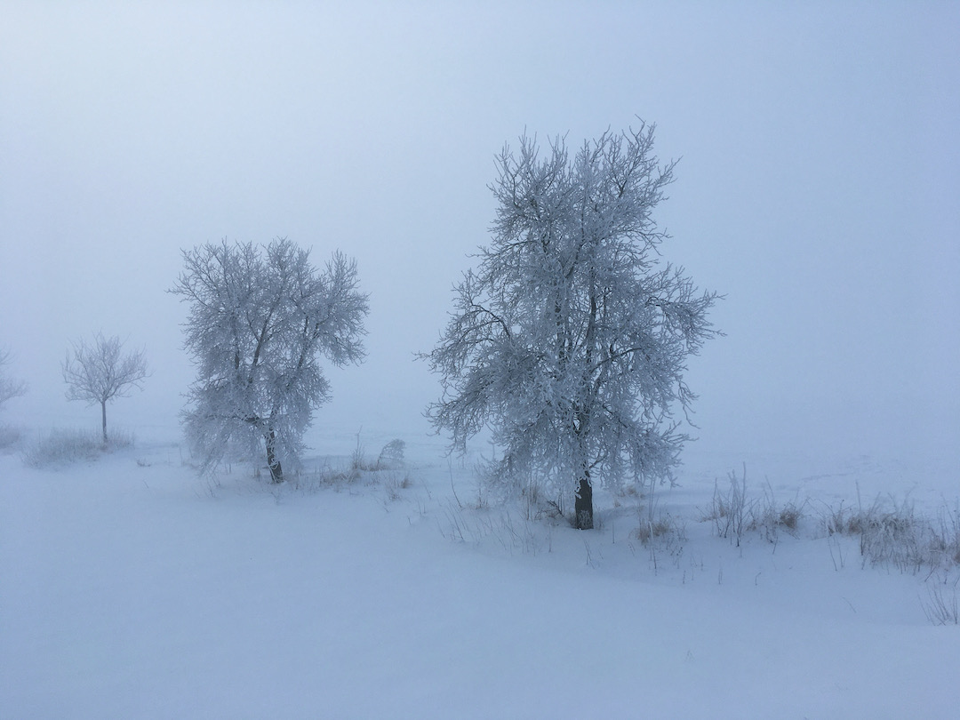 Arbres sous la neige